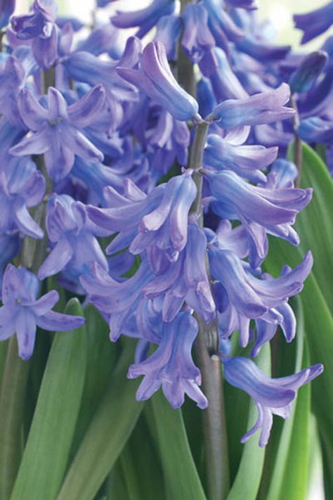 Extremely fragrant, award-winning Hyacinth 'Blue Festival' is a multi-flowering Hyacinth bearing up to 6 flower clusters per bulb instead of just one Hyacinth Aesthetic, Hyacinth Flower, Hyacinth Flowers, Flower Bulb, Blue And Purple Flowers, Blues Festival, Flower Bulbs, Flower Inspiration, Moon Garden