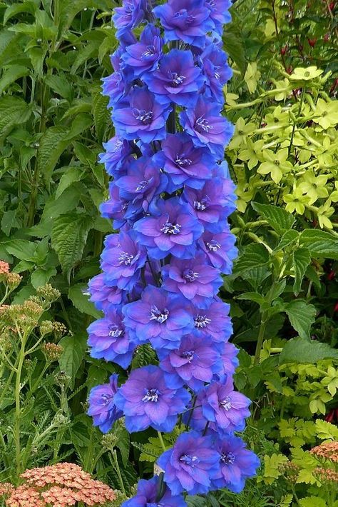 Delphinium Flowers, Wedding Flowers Summer, Unusual Flowers, Blue Garden, Pretty Plants, Beautiful Flowers Pictures, Alam Yang Indah, Delphinium, Perennial Plants