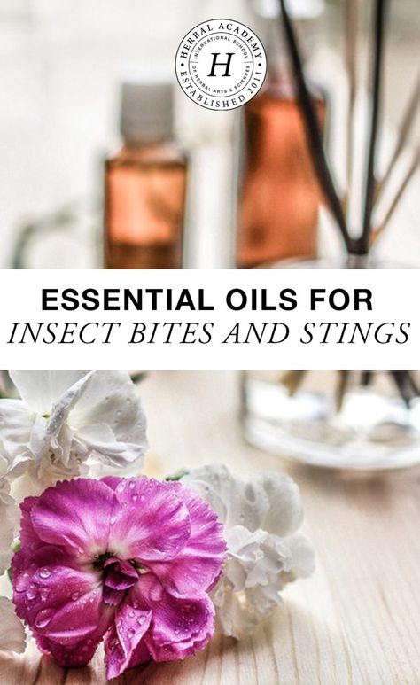 Holistic Homemaking, Bug Bites Remedies, Ant Bites, Herbal Academy, Herbal Health, Survival Stuff, Spider Bites, Home Remedies For Acne, Art Essentials