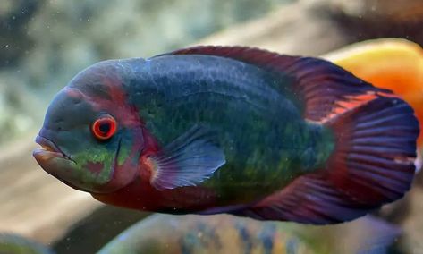 Severum Cichlid, Mbuna Cichlids, African Cichlid Tank, Cichlid Tank, African Cichlid Aquarium, American Cichlid, Lake Malawi Cichlids, South American Cichlids, Cichlid Aquarium