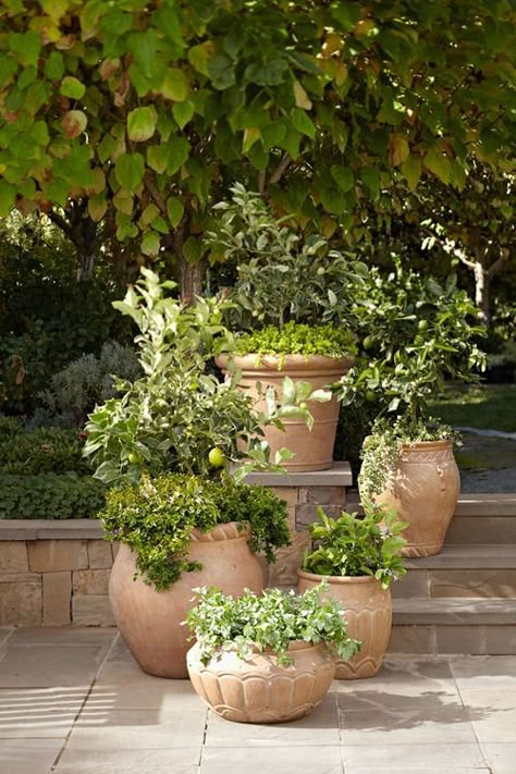 <p style="text-align: center;"><a href="http://enchanted-barnowlkloof.tumblr.com/post/82094082519/potterybarn-garden-essentials" target="_blank">Source</a></p> Tuscan Garden, Spanish Garden, Italian Garden, Have Inspiration, Mediterranean Garden, Garden Containers, Container Gardens, Container Garden, Courtyard Garden