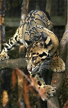 Regnul Animal, Clouded Leopard, Cheetahs, Large Cats, Leopards, Animal Planet, Exotic Pets, Nature Animals, Beautiful Cats