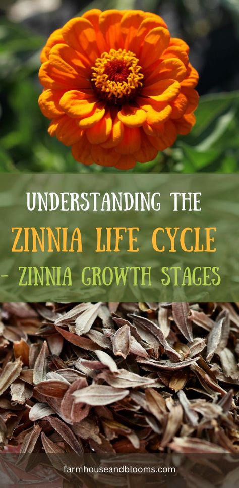 two pictures, one of an orange zinnia flower, and one of zinnia seeds Zinnias From Seed, Flower Life Cycle, Zinnia Garden, Zinnia Flower, Zinnia Flowers, Planting Hydrangeas, Farmhouse Garden, Cut Flower Garden, Annual Plants