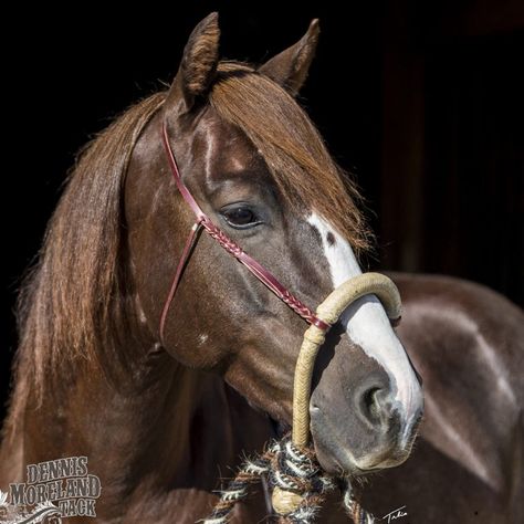 Working Cow Horse, Horse World, Horse Stuff, Choose The Right, A Horse, Kangaroo, 4 Inch, Horses, California