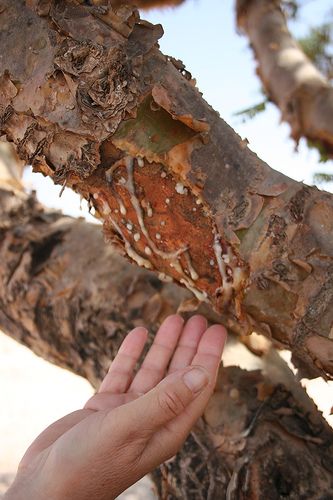 Frankincense tree in a wadi in Dhofar Southern Oman  : frankincense gum oozing from stripped bark.  Look for frankincense in Olibanum from Profumum Roma. Oman Frankincense, Frankincense Tree, Benefits Of Frankincense, Boswellia Sacra, Natural Add Remedies, Boswellia Serrata, Cooking With Turmeric, Natural Homes, Natural Healing Remedies