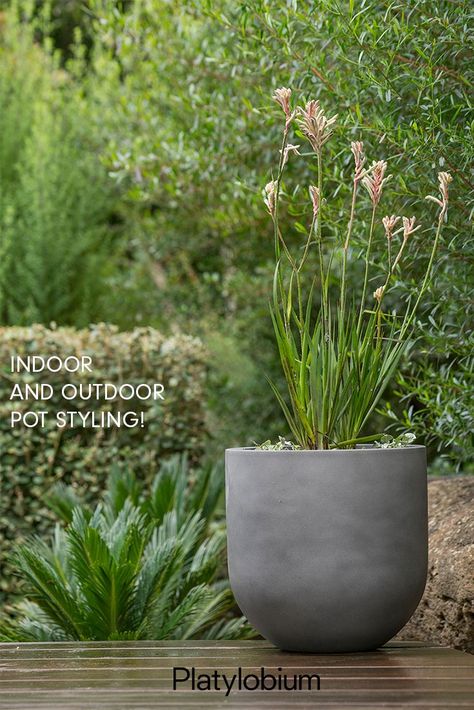 Pot Styling, Native Garden Ideas, Side Gardens, Australian Native Garden, Indoor Pots, Balcony Flowers, Australian Native Flowers, Alfresco Area, Australian Plants