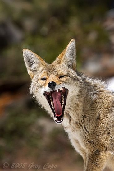 ugh. stay away scary coyotes! Coyote Taxidermy, Coyote Drawing, Coyote Animal, Animal Hunting, Dog Corner, Wild Animals Photography, African Wild Dog, Animal Reference, Animal References