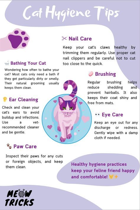 Cat Bath Tips, Cat Nail Trimming Tips, Clean Cat Ears, Taking Care Of Kittens, Kitten Tips, Trim Cat Nails, Kitty Care, Healthy Cat Food, Handmade Cat Toys