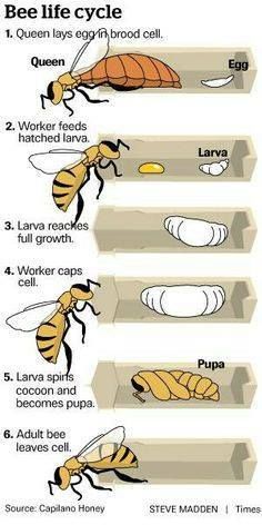 Bee  related charts Bee Life Cycle, Bee Activities, Bees And Wasps, Bee Keeper, Bee Friendly, Bee Art, Homeschool Science, Bugs And Insects, Busy Bee