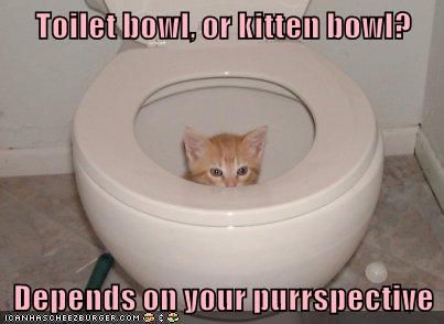 Toilet bowl, or kitten bowl?  Depends on your purrspective Funniest Photos Ever, Funny Cat Memes, Funny Animal Memes, Silly Cats, Funny Animal Pictures, Pretty Cats, Animal Photo, Animal Memes, Cute Funny Animals