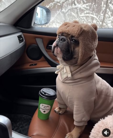 Long Haired Frenchie, Frenchie Puppy Aesthetic, French Bulldogs Aesthetic, Frenchie Aesthetic, French Bulldog Aesthetic, Frenchie Accessories, Funny French Bulldogs, Frenchie Bulldog Puppy, Puppies Frenchie