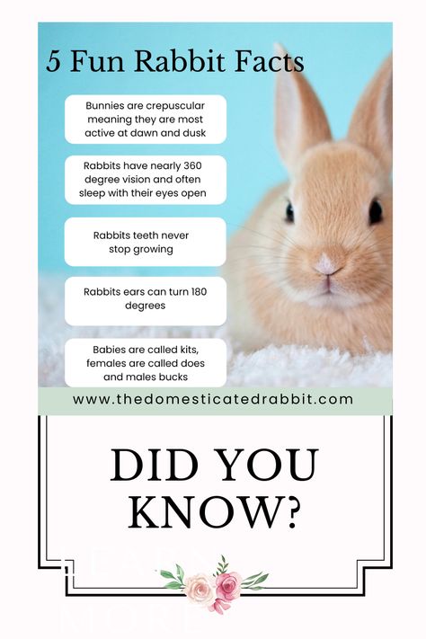 Daycare Job, Facts About Bunnies, Facts About Rabbits, Rabbit Facts, Mini Rex Rabbit, Rabbit Behavior, Rabbit Information, Rabbit Diet, Fair Poster