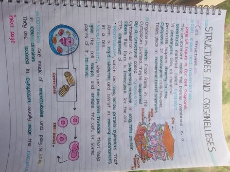 Revision Board, Gcse Biology, Cell Diagram, Prokaryotic Cell, Learn Biology, Cell Organelles, High Achiever, School Biology, Gcse Revision