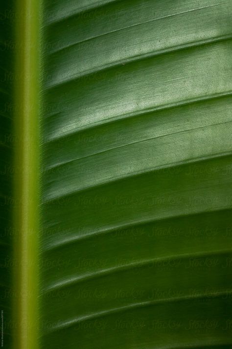 Banana Leaf Texture, Flora Background, Banana Leaf Wallpaper, Photo Texture, Leaf Texture, A Banana, Colour Board, Banana Leaf, Botanical Flowers