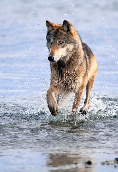 Wolfie Wolves Art, Cry Wolf, Wolf Poses, Sea Wolf, Wolf Hybrid, Wolf Quotes, Wolf Photos, Wolf Love, Wild Wolf