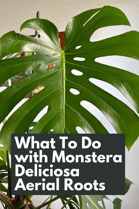 Discover the hidden potential of Monstera Deliciosa aerial roots and take your plant care to the next level. Learn how to harness the power of these unique roots and enhance the growth and health of your Monstera. Our comprehensive guide provides step-by-step instructions on what to do with Monstera Deliciosa aerial roots, including proper care, maintenance, and creative uses. IG Photo by: the_yellow_casa Monstera Climbing Frame, Monstera Roots, Monstera Aerial Roots, Monstera Deliciosa Care, Aquarium Room, Monstera Plant Care, Monstera Plants, Lucky Plant, Hidden Potential