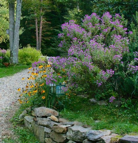 Top 10 Native Plants for the Northeast New England Aster, Pollinator Garden Design, Native Plant Landscape, New England Garden, Sustainable Landscaping, Native Plant Gardening, Sun Perennials, Australian Garden, Rock Garden Landscaping