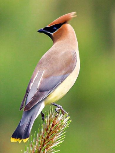 Cedar Waxwing, Bird Ornaments, Bird Sculpture, Bird Pictures, Pretty Birds, Colorful Birds, Glass Birds, Bird Species, Birds Painting