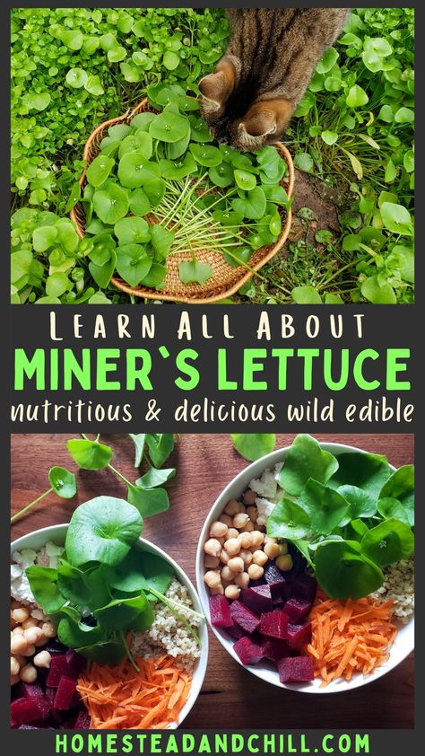 Foraging Your Backyard, Miners Lettuce Recipe, How To Forage, Utah Foraging, Edible Plants Survival, Miners Lettuce, Foraging For Beginners, Edible Greens, Foraging Plants