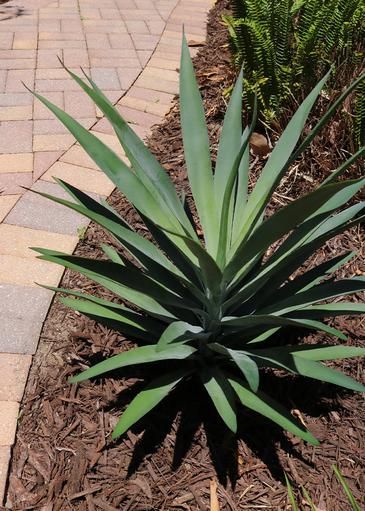 Outdoor Plants Landscaping, Plants Around Pool, Faux Outdoor Plants, Taro Plant, Peperomia Plant, Southwestern Home Decor, Yucca Plant, Faux Olive Tree, Southwestern Home