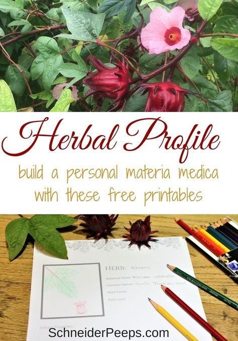 Begin your own materia medica with these free herb profile sheets. They can also be used for essential oil profiles. Free Herbal Printables, Herb Life, Herbal Education, Herbal Health, Modern Homestead, Medicinal Garden, Homestead Ideas, Diy Herb Garden, Garden Herbs