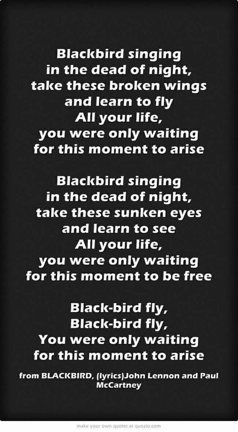 The Beatles - Blackbird Blackbird Lyrics, Blackbird Beatles, Beatles Blackbird, Blackbird Song, Lullaby Lyrics, Blackbird Singing, Black Bird Tattoo, Lyrics To Live By, Great Song Lyrics