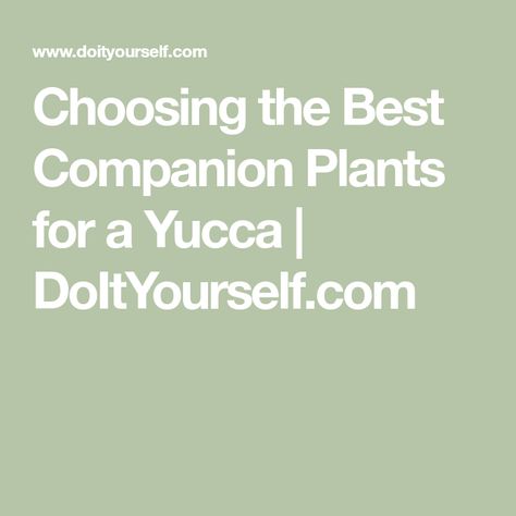 Yucca Garden Ideas, Landscaping With Yucca Plants, Yucca Plant Landscaping Garden Ideas, Yucca Companion Plants, Corner Flower Bed, Yukka Plant, Best Companion Plants, Landscaping Along Fence, Desert Climate