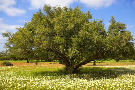 Here's a beautiful photo of an Argan tree, native to Morocco.  Awesome isn't it? Argan Oil Face, Exposed Skin Care, Argan Oil Benefits, Argan Tree, Best Acne Products, Argan Oil Hair, Moroccan Argan Oil, Pipettes, Sustainable Agriculture