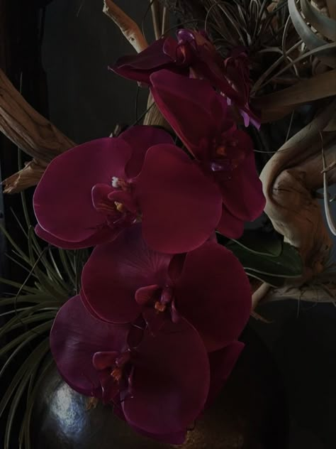 Trace Evidence, Messy Aesthetic, Goth Garden, Dark Orchid, Red Orchids, Theme Pictures, Dark Flowers, Nothing But Flowers, Themes Photo