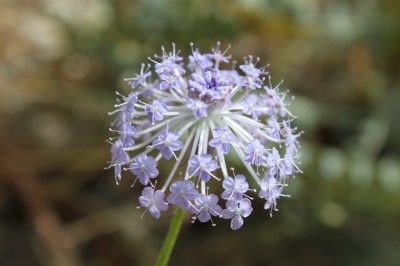 blue lace flower Blue Lace Flower, Small Ornamental Trees, Small Trees For Garden, Blueberry Plant, Garden Obelisk, List Of Flowers, Garden Posts, Australian Native Plants, Shade Flowers