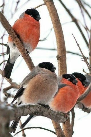 Wild Birds Photography, World Birds, Black Birds, Bullfinch, Winter Bird, All Birds, Wild Nature, Bird Pictures, Pretty Birds