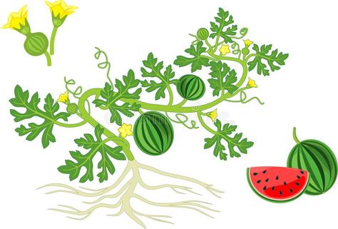 Watermelon plant with fruits, flowers, green leaves and root system on white background vector illustration Rose Outline Drawing, Rose Outline, Watermelon Plant, Fruits Drawing, Garden Drawing, Plant Vector, Fruit Flowers, Root System, Plant Drawing