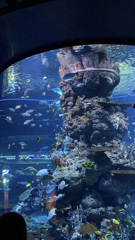 Aesthetic Aquarium, Aesthetic Fish, Aquarium Aesthetic, Aquarium Pictures, Water Aesthetic, Night Scenery, Ocean Vibes, Marine Biology, Explore Travel