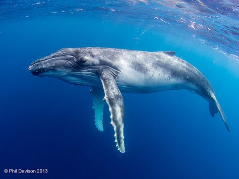 Baby Whale - Tonga | A baby humpback whale playing near the … | Flickr Wallpaper Ocean Aesthetic, Drawing Whale, Tattoo Whale, Whale Pictures, Largest Whale, Whale Drawing, Whale Painting, Tattoo Nature, Whale Tattoos