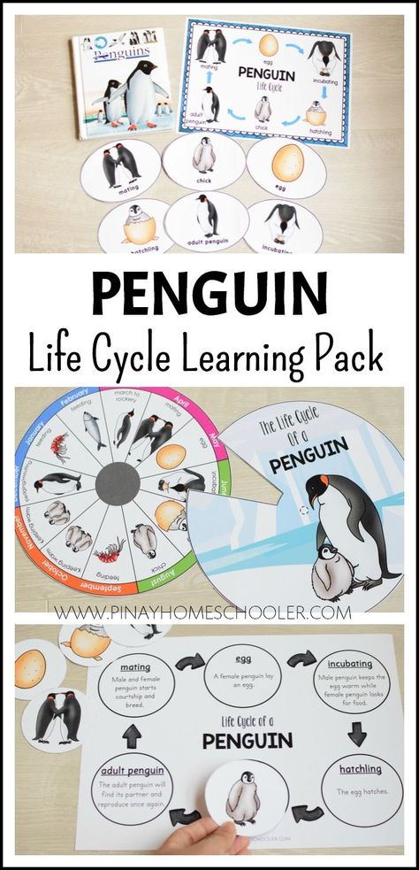 Penguin Life Cycle, Life Cycles Preschool, Kindergarten Montessori, Penguin Activities, Animals Preschool, Winter Printables, Animal Life Cycles, Penguin Theme, Life Cycles Activities