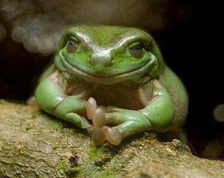 smiling frog Funny Animal Faces, Smiling Animals, Funny Frogs, Frog And Toad, Tree Frogs, Cute Frogs, Animal Faces, Lizards, The Villain