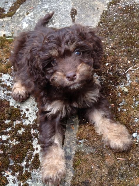 Cockapoo 😍 Brown Cockapoo Puppies, Dark Brown Cockapoo, Teacup Cockapoo, Poodle Puppy Black, Brown Cockapoo, Mini Cockapoo, Cute Teacup Puppies, Puppy Mom, Cockapoo Puppies