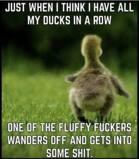 Sarkastisk Humor, Funny Sarcastic Quotes Humor, Funny Koala, Ducks In A Row, Morning Sunday, Funny Day Quotes, Sarcasm Quotes, Funny Animal Quotes, Good Morning Funny