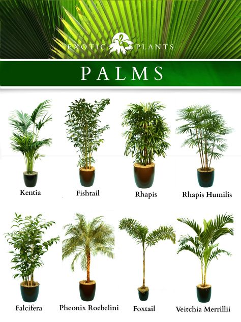 Palms Palm Trees Landscaping, Garden Hedges, Tropical Garden Design, Tropical Backyard, نباتات منزلية, Palm Plant, Garden Types, Plant Decor Indoor, Family Garden