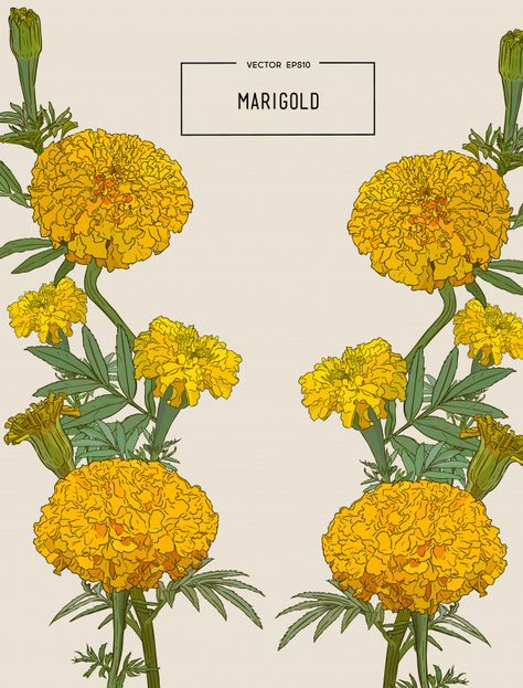 Marigold Illustration, Orange Marigold, Digital Invitations Wedding, Marigold Flower, Indian Prints, Flower Vintage, Indian Art Paintings, Pattern Flower, Wedding Card Design