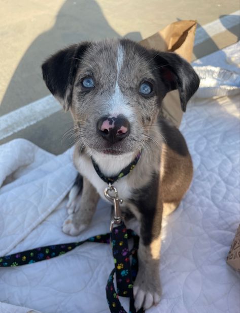 Australian shepard, pitbull, huskg mix Pitbull Shepard Mix Dogs, Australian Shepherd Pitbull Mix Puppy, German Shepherd Husky Mix Puppy, Australian Shepard Mix, Pitbull Husky, Pitbull Mix Puppies, German Shepherd Husky Mix, Lashes Tutorial, Dream Pet