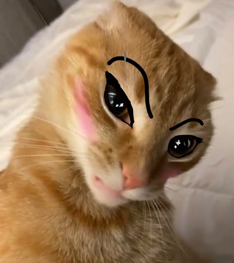 Credits : ME. Cats With Drawn On Eyebrows, Cat Raising Eyebrow, Eyebrow Cat, The Rock Eyebrow, Skin Tone Clothing, Crazy Eyebrows, Draw Eyebrows, How To Draw Eyebrows, Raised Eyebrow