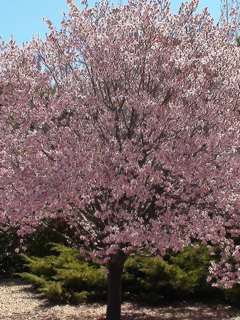 Little Lime Hydrangea, Flowering Plum Tree, Weeping Cherry Tree, Spring Crops, Eastern Redbud, Redbud Tree, Japanese Maple Tree, Dogwood Trees, Plum Tree