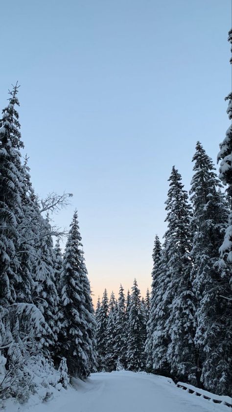 Snowy Pine Trees, Winter Iphone, Wallpaper Winter, Winter Landscapes, Christmas Feeling, Wallpaper Iphone Christmas, Winter Wallpaper, Winter Scenery, Benidorm