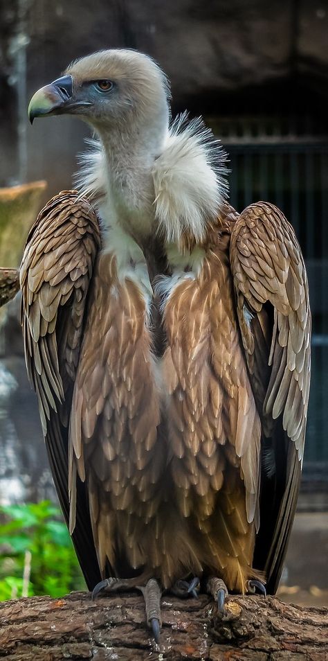 A vulture up close. #Birds#BirdsOfPrey #Vulture #BirdFeathers Tattoo Nature, Animals Tattoo, Wallpaper Aesthetics, Cats Videos, World Birds, Adorable Kittens, Bear Pictures, Pet Bird, Exotic Birds