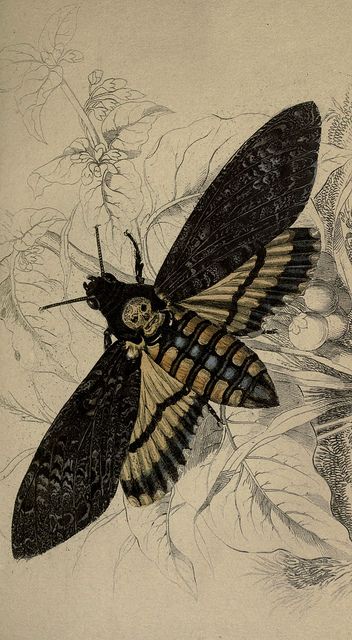 photo Deathshead Moth, Sphinx Moth, Deaths Head Moth, Ivy House, Scientific Illustration, Alphonse Mucha, Arte Fantasy, A Butterfly, A Drawing