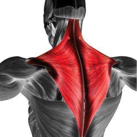 Trapezius muscle: What it does and how to keep it healthy Trapezius Muscle Pain, Trapezius Stretch, Trapezius Muscle, Muscle Pain Relief, The Dating Divas, Muscle Strain, Tension Headache, Neck And Back Pain, Heavy Weights