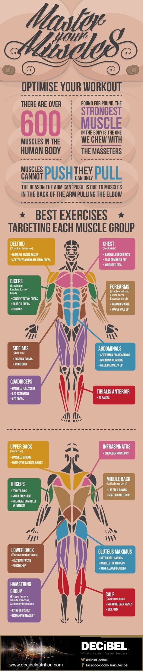 Get acquainted with some exercise basics — like your major muscle groups and the best exercises for each. | 16 Super-Helpful Charts That Teach You How To Actually Work Out Diet Program, Best Exercises, Gym Outfits, I Work Out, Muscle Groups, Gain Muscle, Yoga Flow, Weight Training, Powerlifting