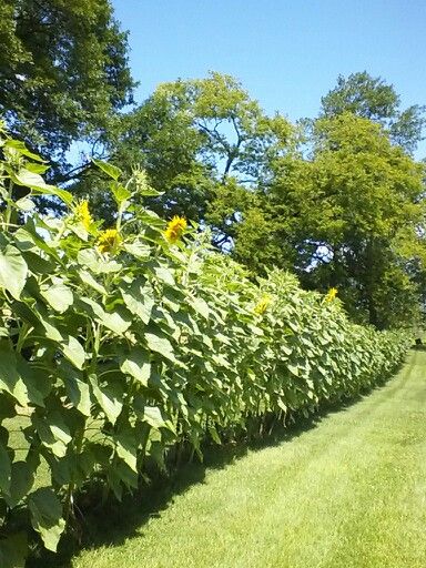 Beautiful natural fence! $5 in sunflower seeds bought us 200 feet of privacy that was over 10 feet tall! Great boundary for kids too! Plant 2 rows! Sunflower Privacy Fence, Sunflower Fence, Fence Plants, Privacy Landscaping, Natural Fence, Easy Plants To Grow, Sunflower Garden, Horizontal Fence, Types Of Fences