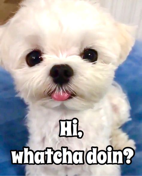 Cute Puppy Meme, Hi Meme, Puppy Meme, Puppy Pics, White Puppy, Brown Puppies, Picture Quote, White Puppies, Puppy Pictures